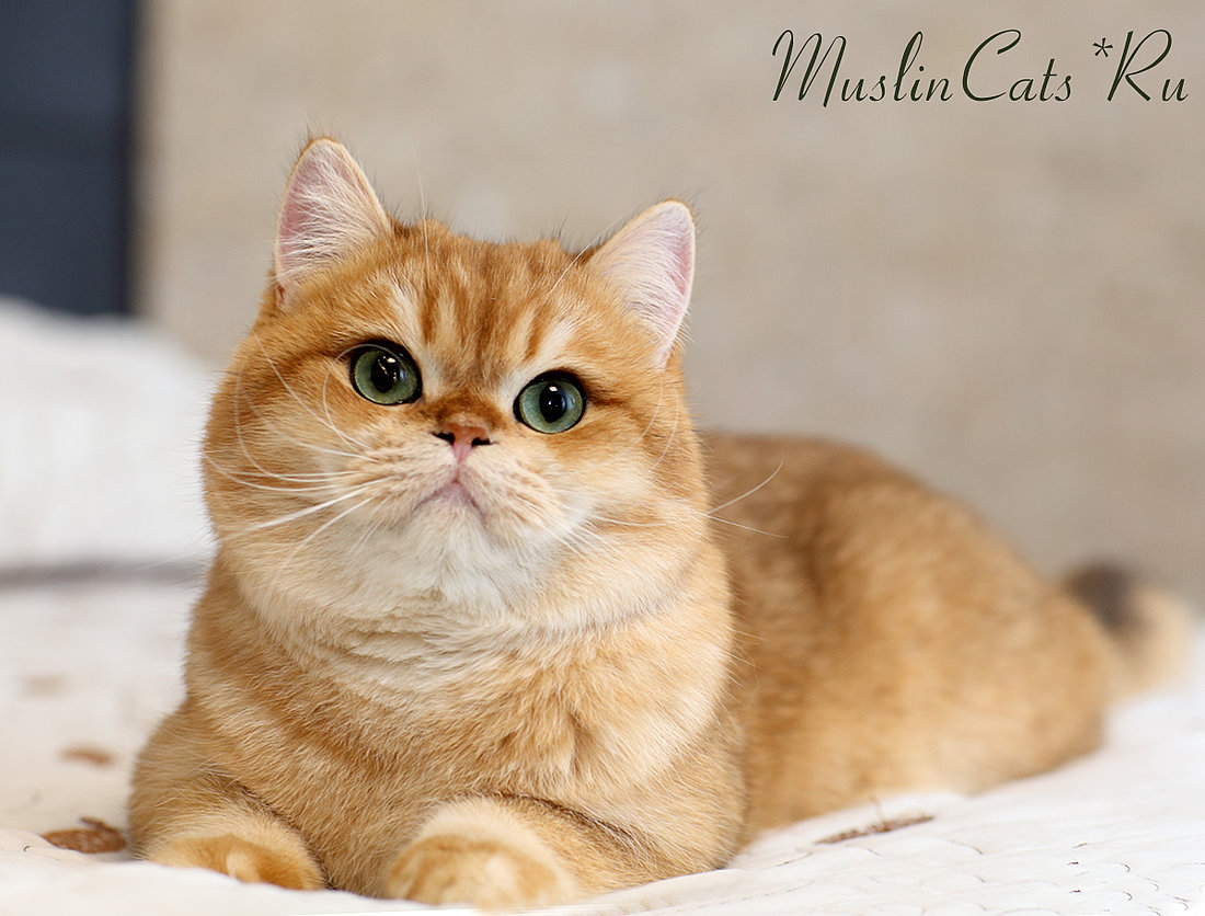 Британский кот окраса золотая шиншилла ny12 Себастьян - Британские котята,  кошки и коты в питомнике кошек Muslin Cats, Санкт-Петербург