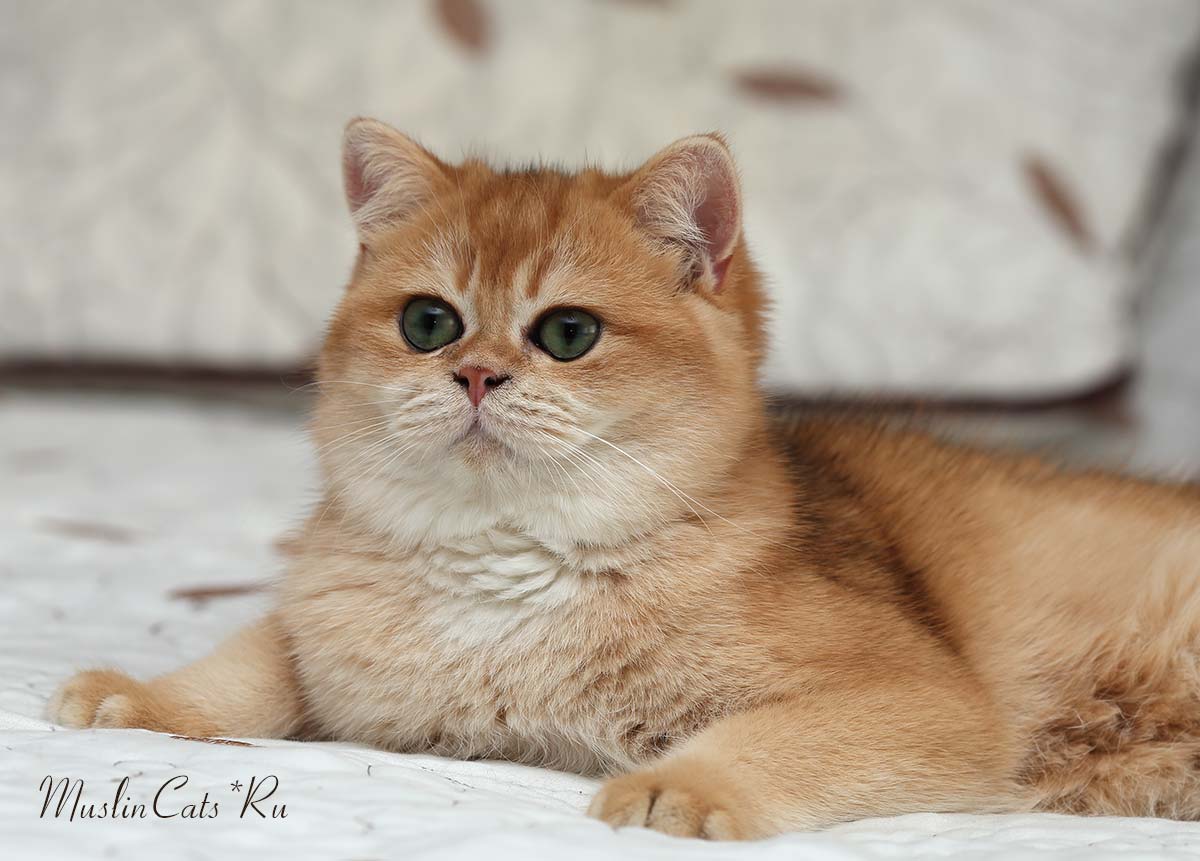 Окрас Кошек Шиншилла Фото